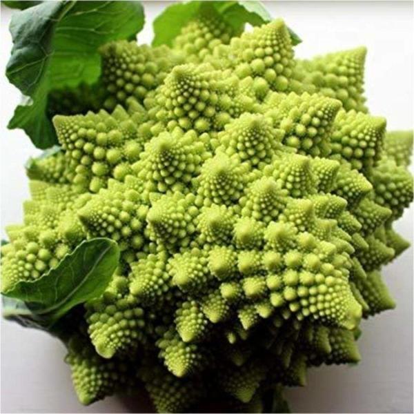 Italyan Romanesco Piramit Brokoli Tohumu - Image 1