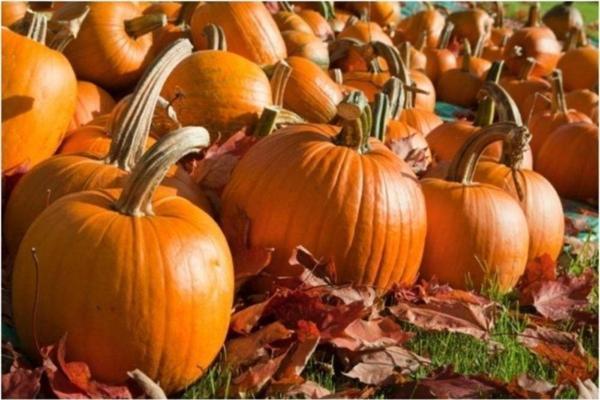 Jack Süs Kabağı * (Jack O Lantern) - Image 1