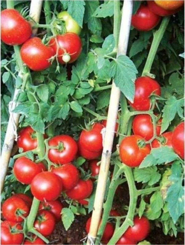 Sırık Domates* 25 Tohum - Image 1