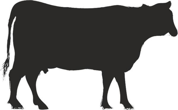 İNEK FOLYO STİCKER 90 cm uzunluk - Image 1