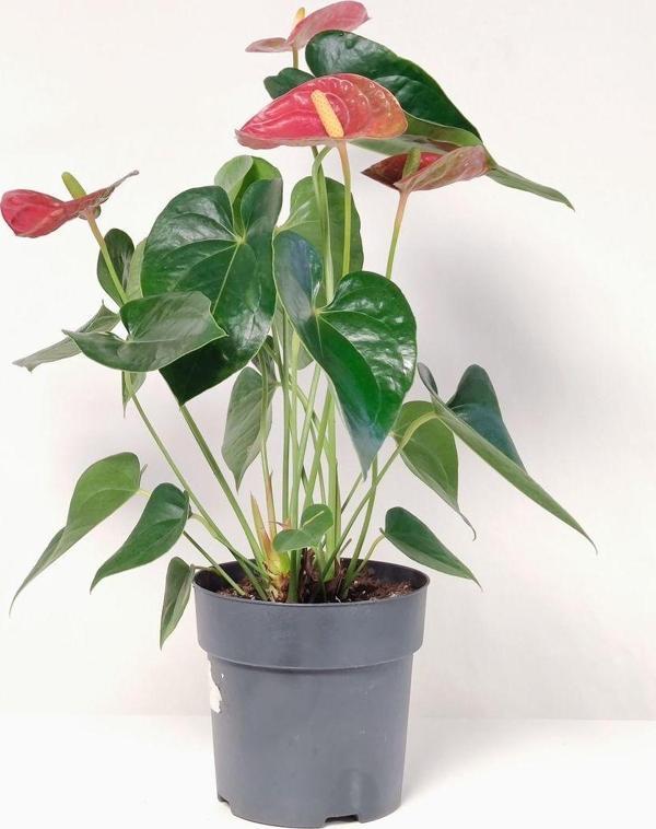 Gardenya Çiçekçilik Antoryum Filamingo Çiçeği Kırmızı ( 35-45cm) - Image 1