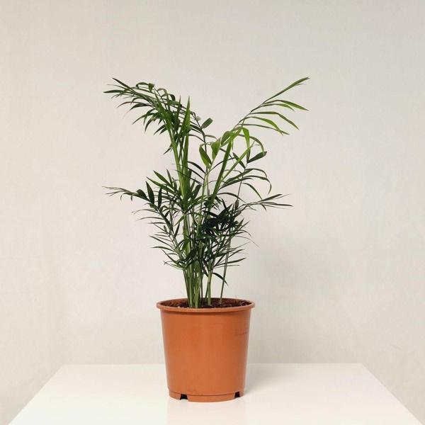 Gardenya Çiçekçilik Dağ Palmiyesi ( 35-45 cm ) - Image 1