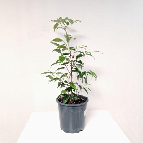Gardenya Çiçekçilik Ficus Benjamin Yeşil Yaprak ( 30- 50 cm ) - Image 1