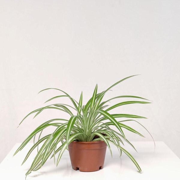 Gardenya Çiçekçilik Kurdele Çiçeği (15-25 cm) - Image 1