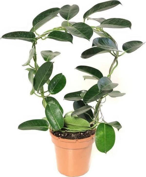 Gardenya Çiçekçilik Madagaskar Yasemini ( 40-50 cm) - Image 1