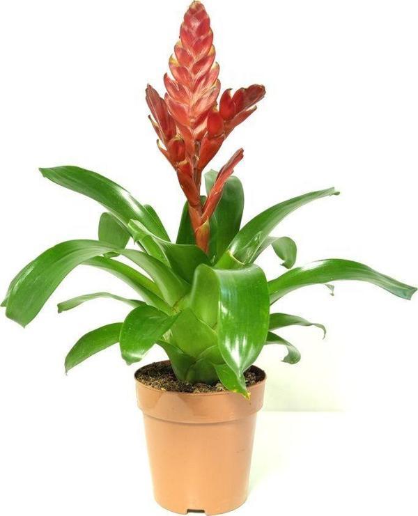 Gardenya Çiçekçilik Vriesea - Alev Kılıcı Kırmızı (30-35 cm ) - Image 1