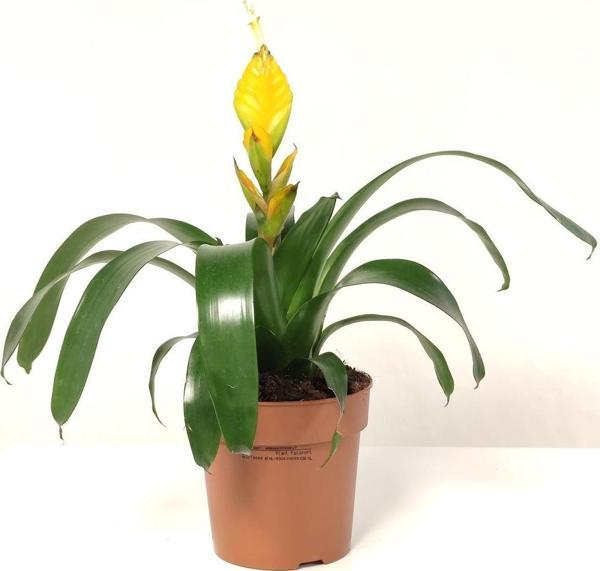 Gardenya Çiçekçilik Vriesea - Alev Kılıcı Sarı (25-30 cm ) - Image 1