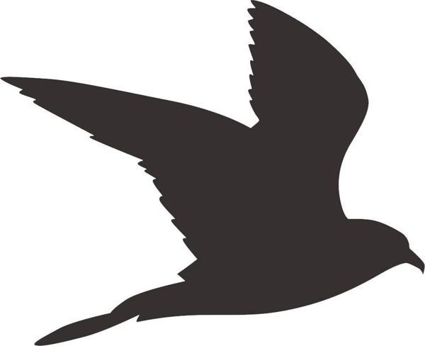 KUŞ FOLYO STİCKER 30cm Uzunluk - Image 1