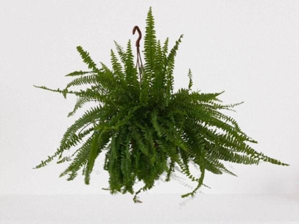 Gardenya Çiçekçilik	 Aşk Merdiveni Askılı Nephrolepis 30-40 Cm - Image 1
