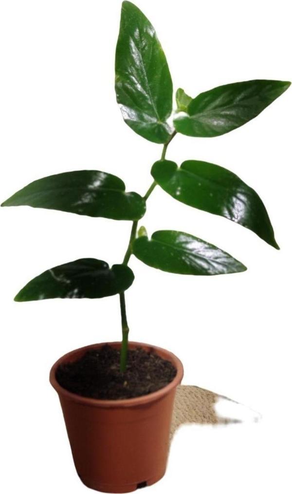 Gardenya Çiçekçilik	 Begonıa Söğüt - Image 1