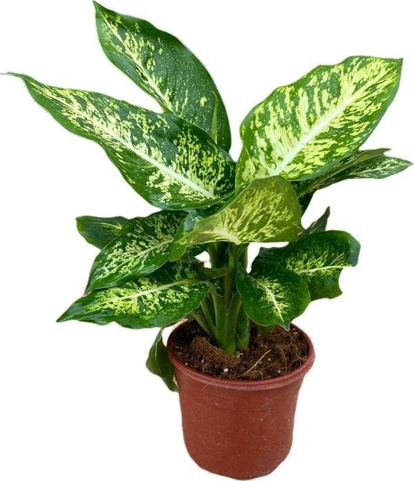 Gardenya Çiçekçilik	 Difenbahya Bitkisi-Dieffenbachia Camilla 30-40 Cm - Image 1