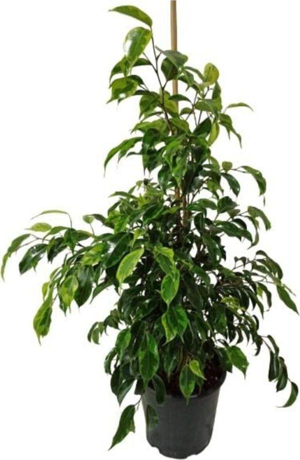 Gardenya Çiçekçilik	 Ficus Benjamin Anastasia 80-100 Cm - Image 1