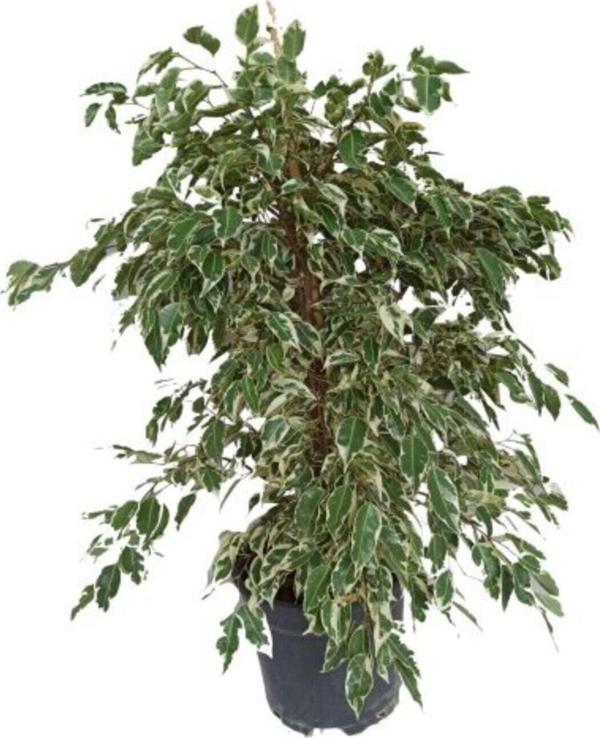 Gardenya Çiçekçilik	 Ficus Benjamina Starlight - Benjamin Bitkisi 110-130 Cm - Image 1
