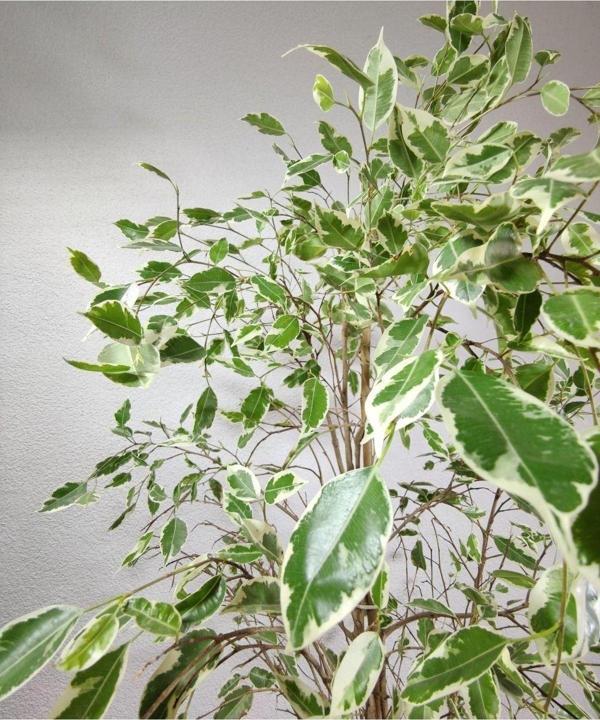 Gardenya Çiçekçilik	 Ficus Benjamina Starlight 80-100 Cm - Image 1