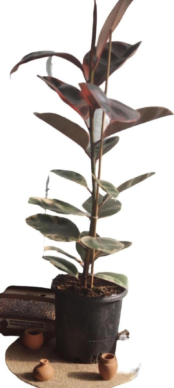 Gardenya Çiçekçilik	 Kaucuk Alacalı 50 Cm - Image 1