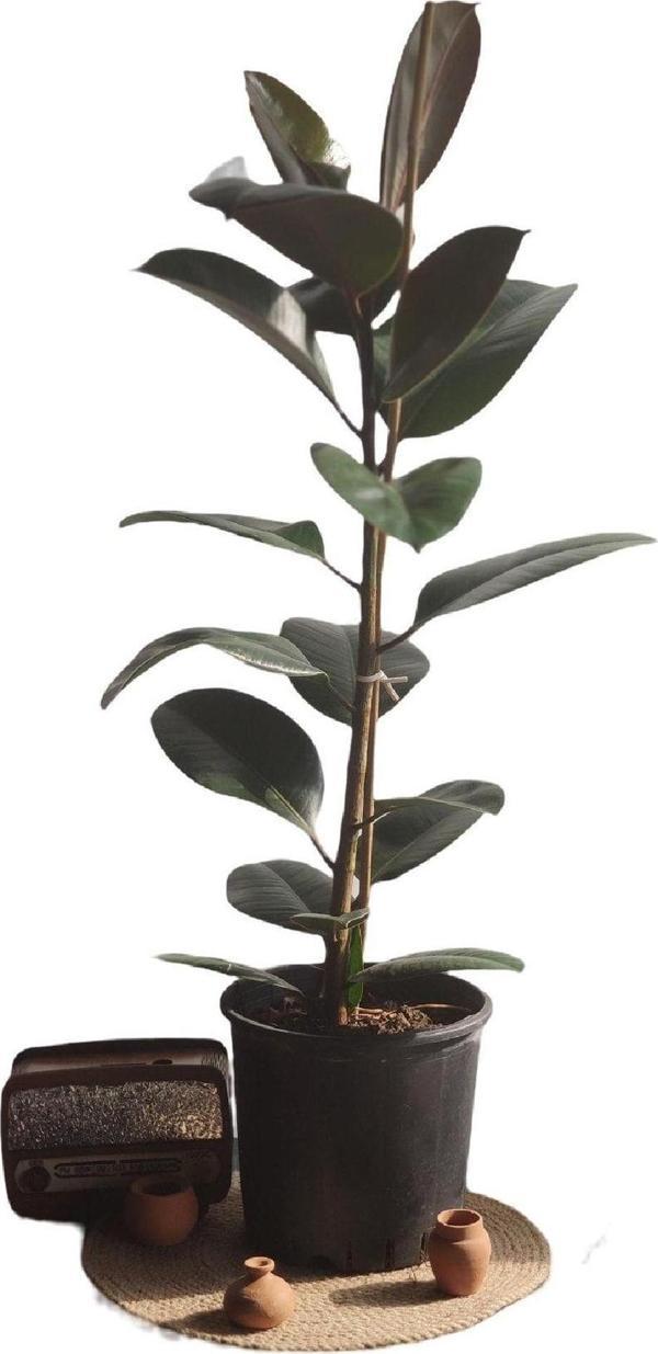Gardenya Çiçekçilik	 Kaucuk Yeşil 70 Cm - Image 1