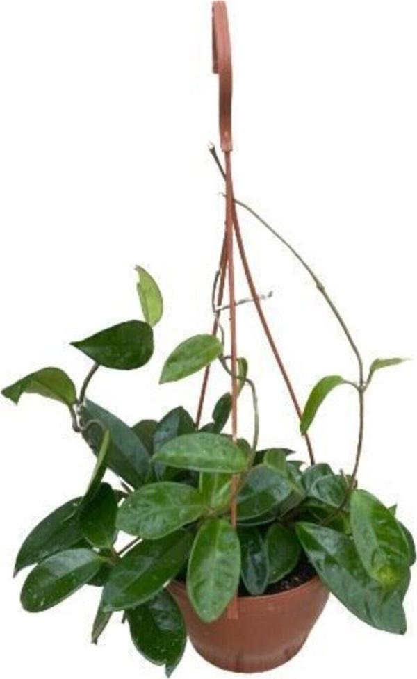 Gardenya Çiçekçilik	 Mum Çiçeği Kokulu Hoya Carnosa - Image 1