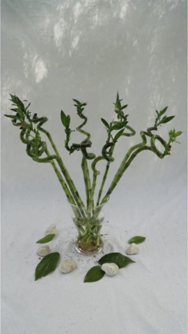 Gardenya Çiçekçilik	 Şans Bambusu 80-90 Cm (5 Adet) - Image 1