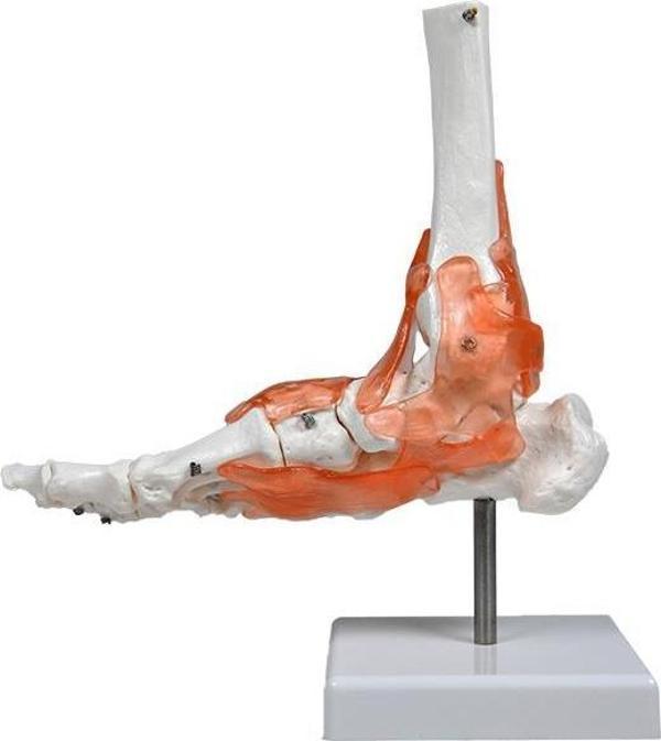 Temel Ayak Eklem Modeli - Image 1