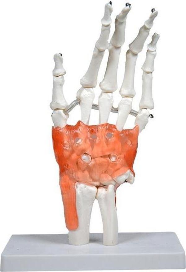 Temel El Eklem Modeli - Image 1