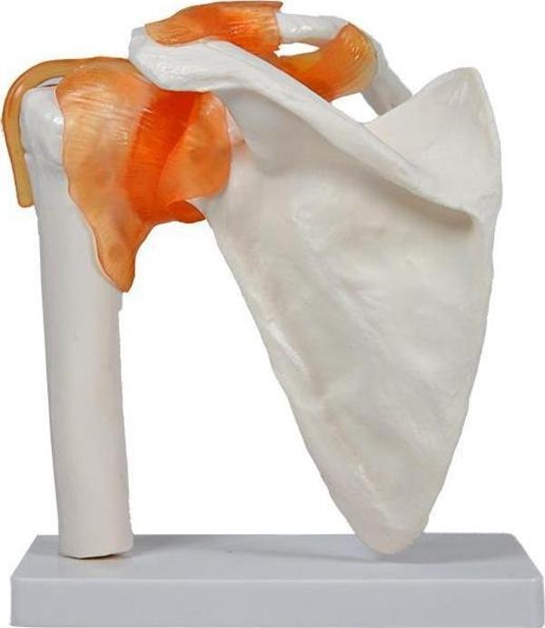 Temel Omuz Eklem Modeli - Image 1
