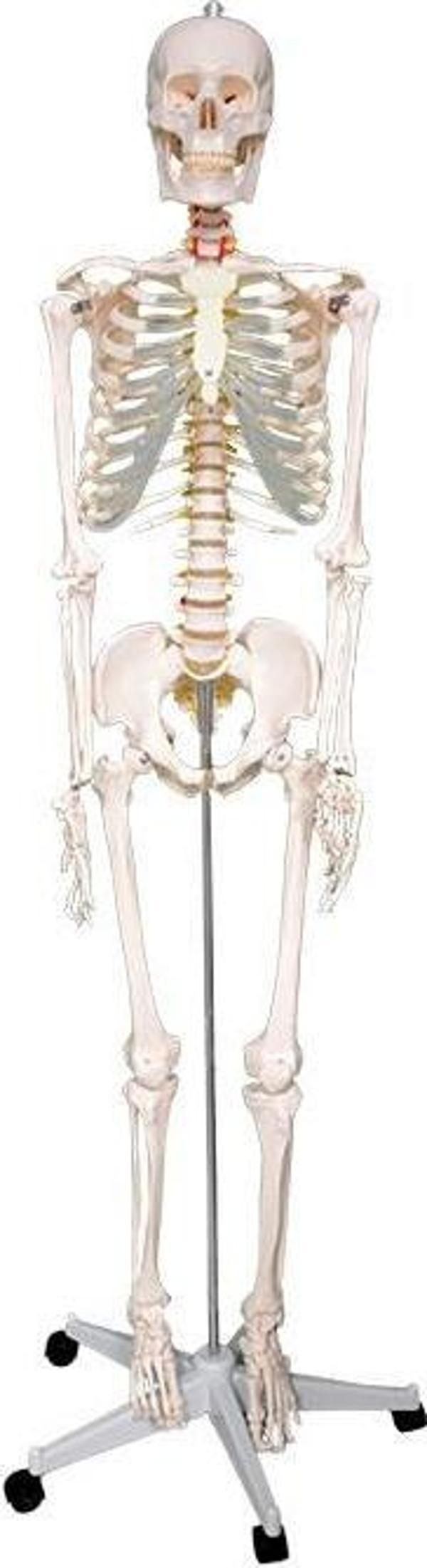 Temel Büyük İskelet Modeli 160 Cm - Image 1
