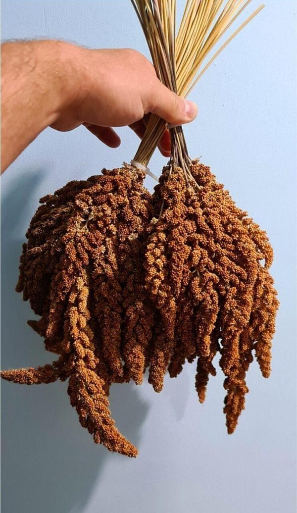 Vivid Tilki Kuyruğu Kızıl Dal Darı 250 gr Yeni Mahsül - Image 1