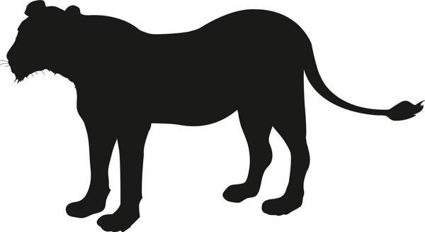 ASLAN FOLYO STİCKER 60cm Uzunluk - Image 1