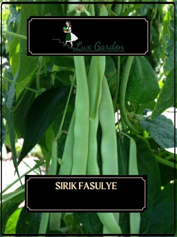 Lux Garden Ayşe Kadın Fasulye Tohumu 8 Adet - Image 1