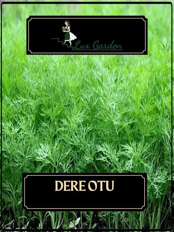 Lux Garden Dere Otu Tohumu 400 Adet - Image 1