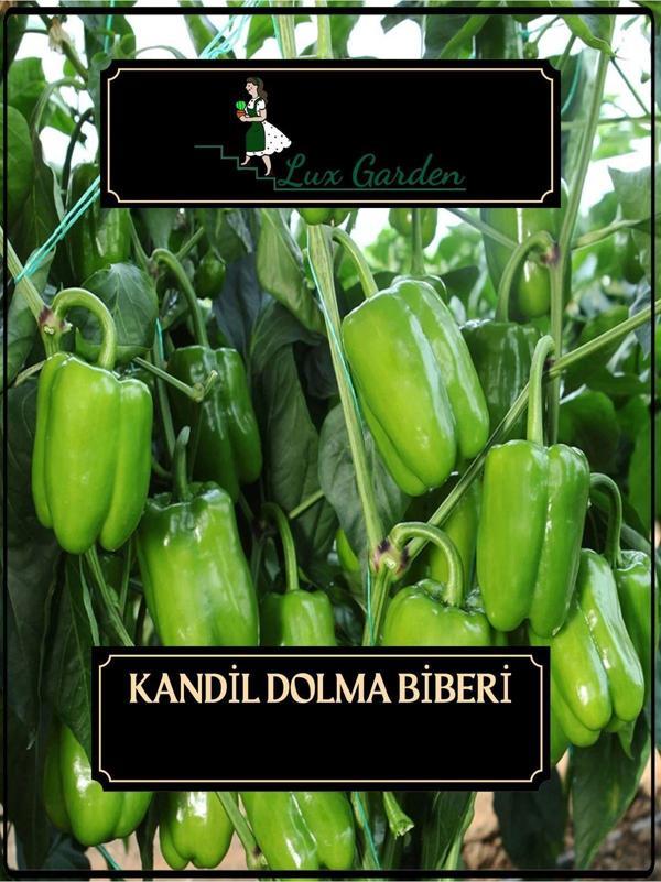 Lux Garden Kandil Dolma Tohumu 70 Adet - Image 1