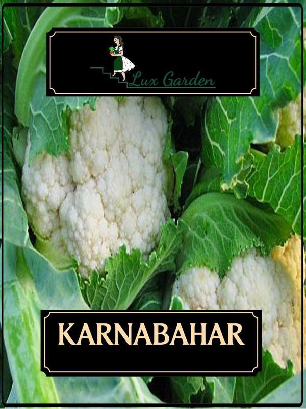 Lux Garden Karnabahar Tohumu 8 Adet - Image 1
