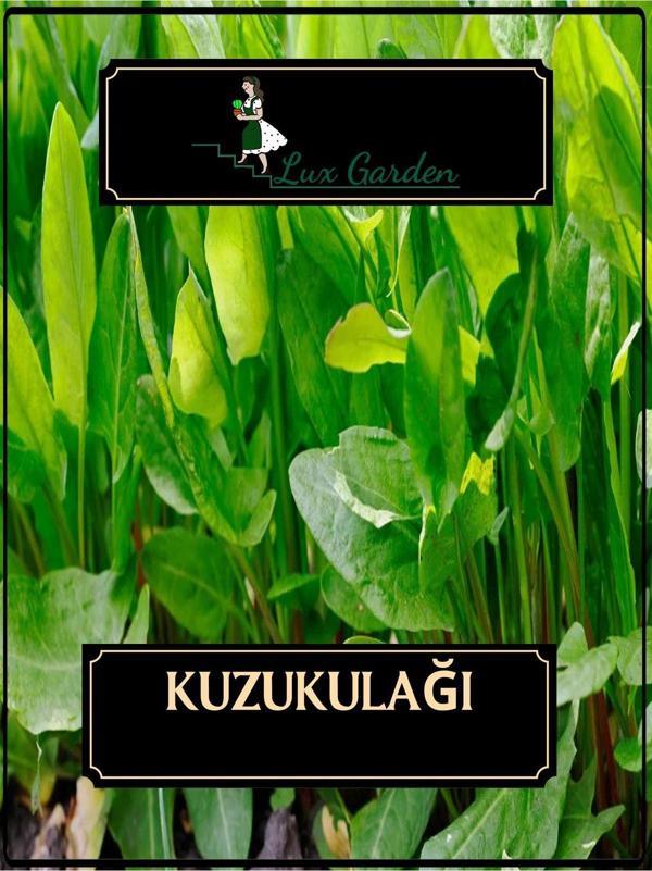 Lux Garden Kuzu Kulağı Tohumu 15 Adet - Image 1