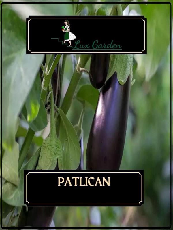 Lux Garden Patlıcan Tohumu 180 Adet - Image 1