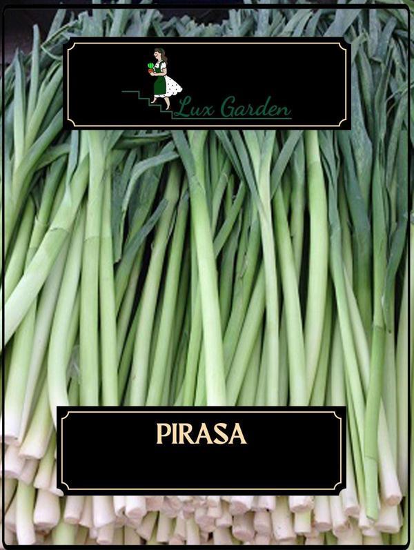 Lux Garden Pırasa Tohumu 180 Adet - Image 1