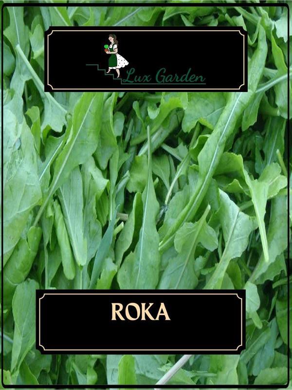 Lux Garden Roka Tohumu 360 Adet - Image 1