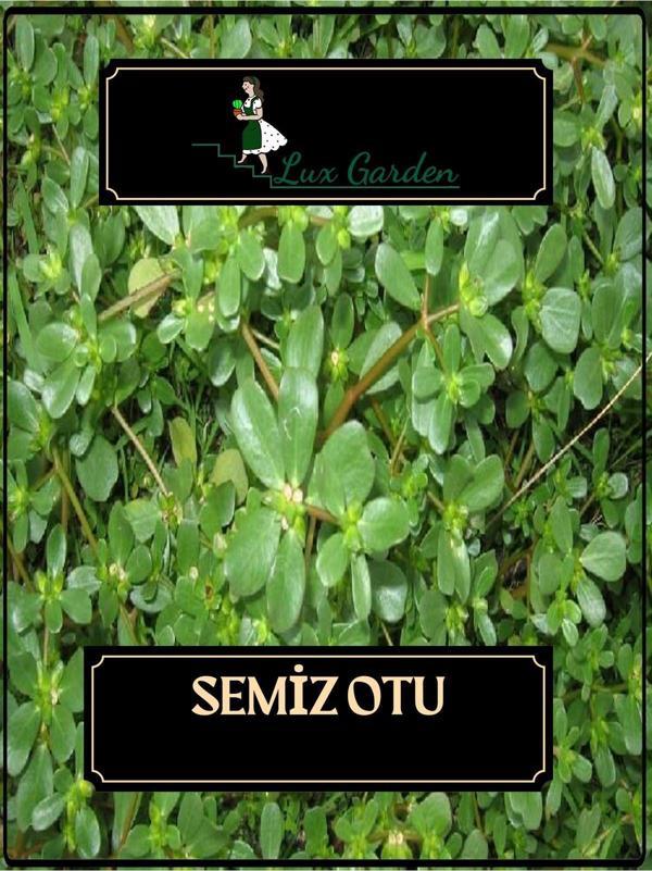 Lux Garden Semiz Otu Tohumu 350 Adet - Image 1