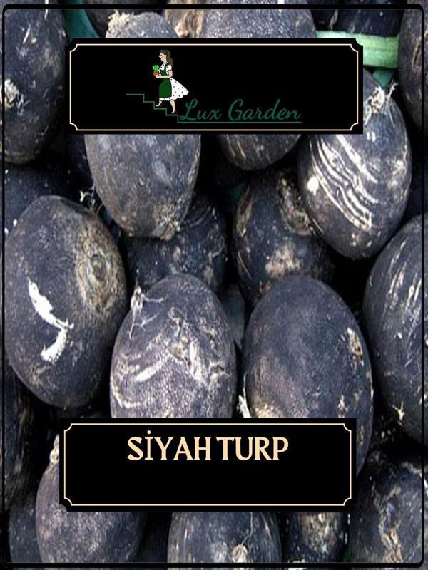 Lux Garden Siyah Turp Tohumu 80 Adet - Image 1