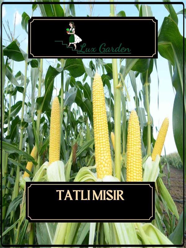 Lux Garden Tatlı Mısır Tohumu 8 Adet - Image 1