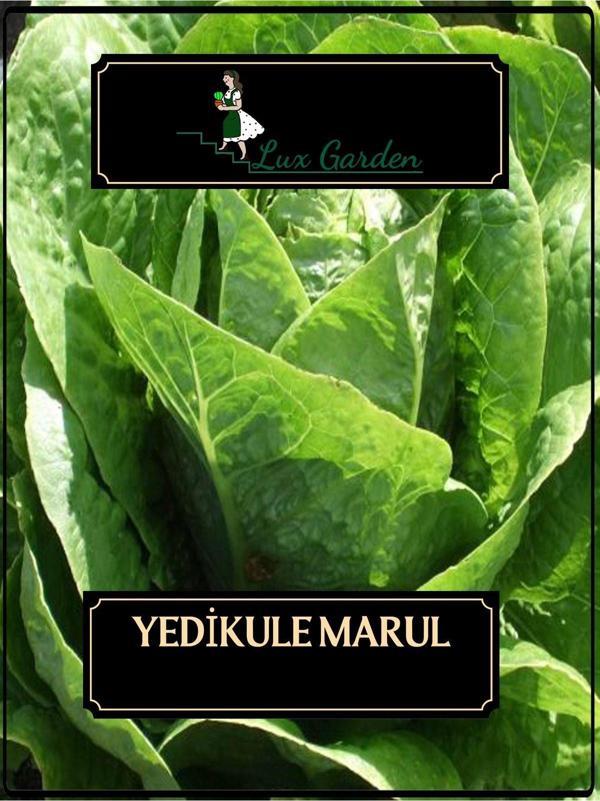 Lux Garden Yedikule Marul Tohumu 300 Adet - Image 1