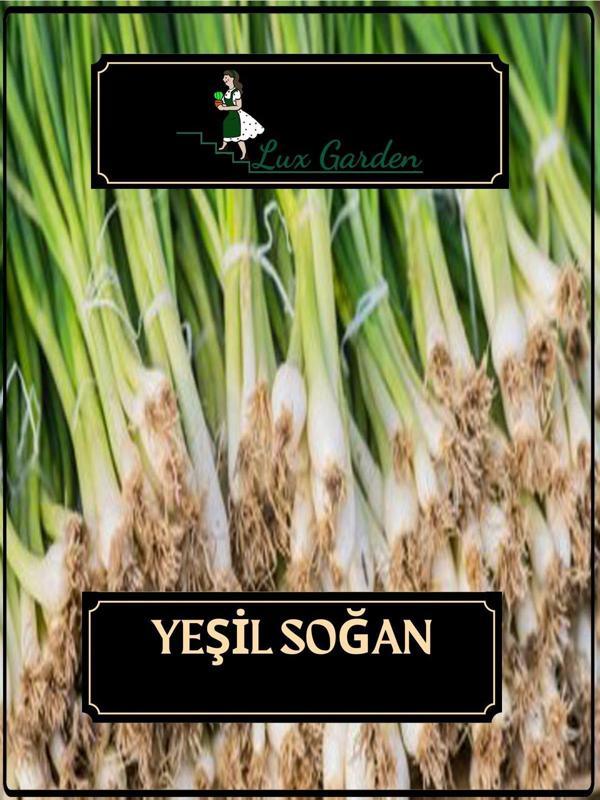 Lux Garden Yeşil Soğan Tohumu 120 Adet - Image 1