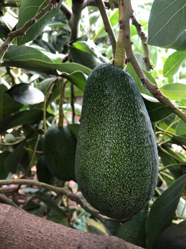 Arı Organic 1 kg Avokado (5-8 Adet) - Image 1