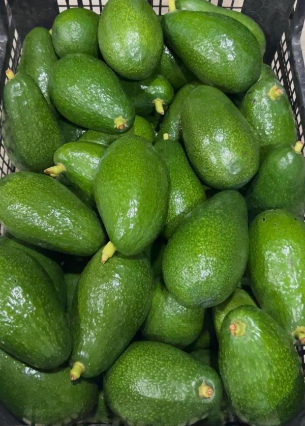 Arı Organic 1 kg Avokado (5-8 Adet) - Image 1
