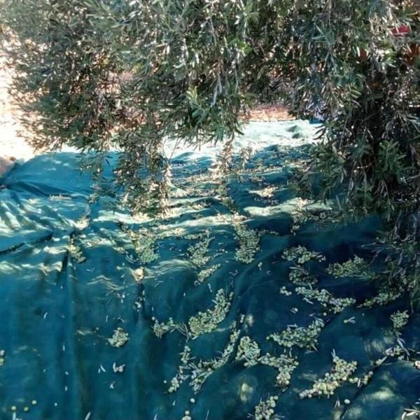 Titanium Zeytin Toplama Filesi 75'Lik 6*12 Metre Gölgelik File - Yeşil - Sergenlik - Zeytin Sergisi - Zeytin Yaygısı - Image 1