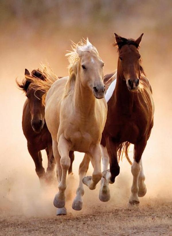 Clementoni 1000 Parça Puzzle Running Horses 39168.4 - Image 1