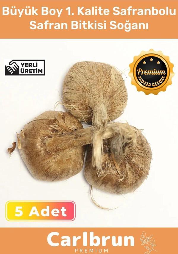 Premium Özel Dikime Hazır Yerli Üretim Büyük Boy 1. Kalite Safranbolu Safran Bitkisi Soğanı - 5 Adet - Image 1