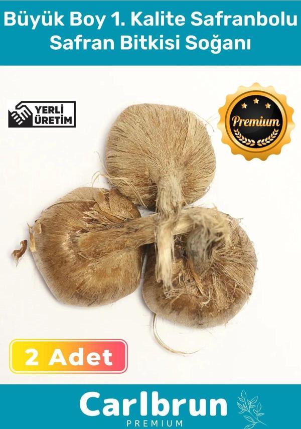 Premium Özel Dikime Hazır Yerli Üretim Büyük Boy 1. Kalite Safranbolu Safran Bitkisi Soğanı 2 Adet - Image 1