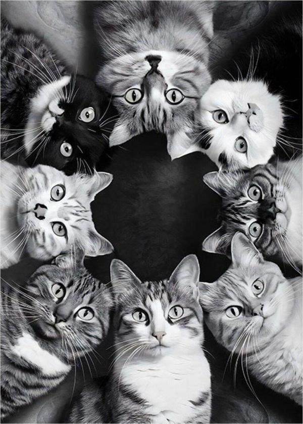 Ekart Sevimli Kediler Tasarım Mdf Tablo 50 cm x 70 cm - Image 1