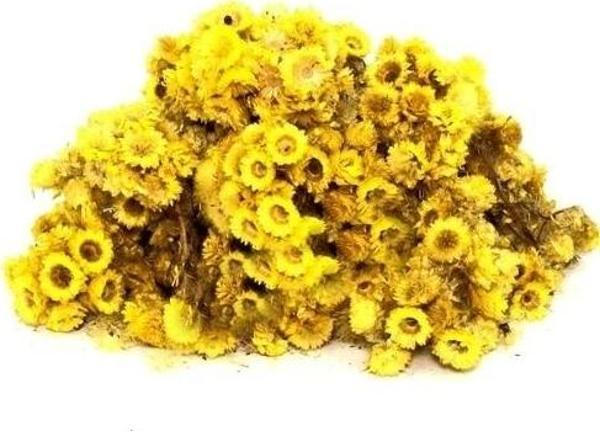 Altın Otu (Altınotu) 500g - Image 1
