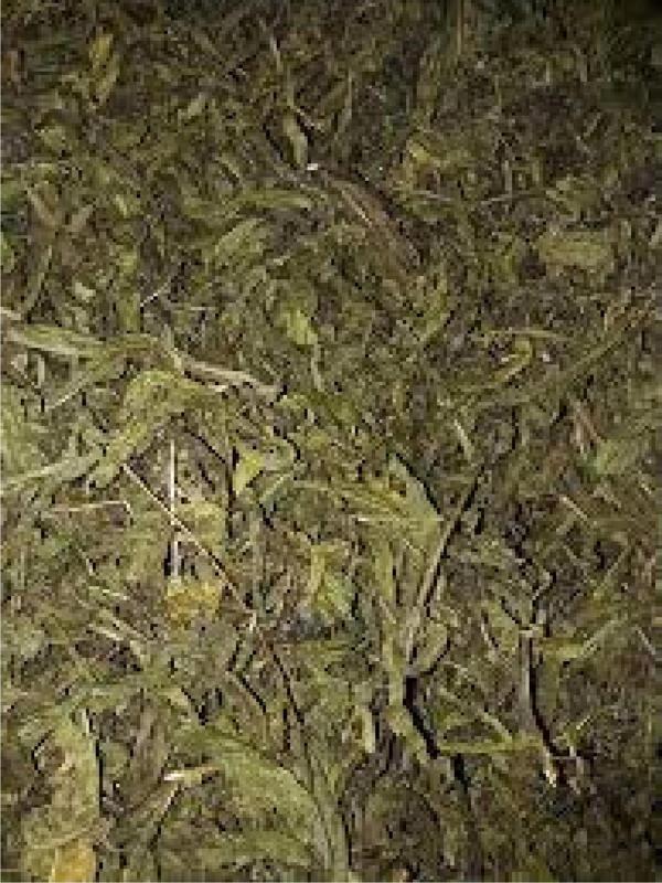 Yapışkan Andız Otu Manisa 500g - Image 1